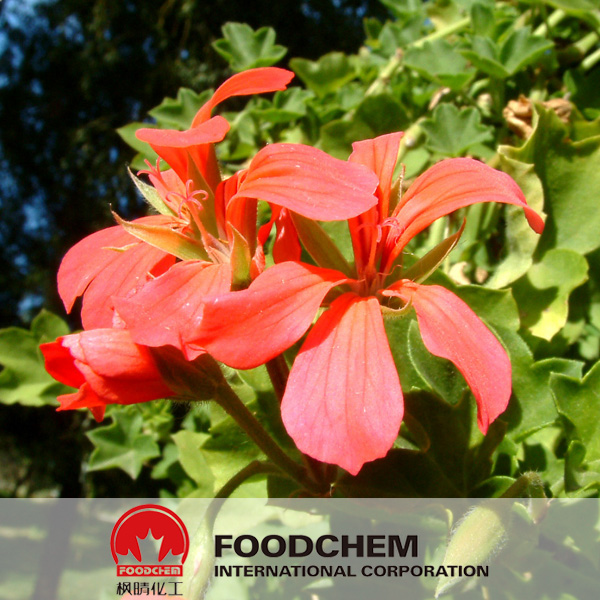 Geranium Extract